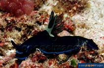 Image of Tambja kushimotoensis 