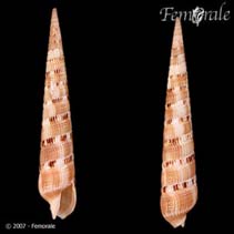 Image of Terebra pertusa (Perforated auger)