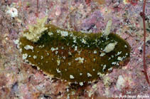 Image of Thordisa oliva 