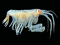 Image of Torometopa antarctica 