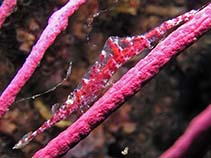 Image of Tozeuma serratum (Serrate arrow shrimp)