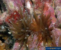Image of Tubastraea diaphana (Black cup coral)