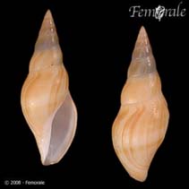 Image of Typhlosyrinx supracostata 
