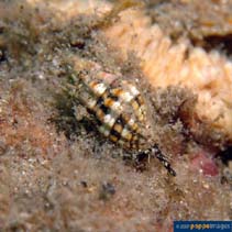 Image of Vexillum discolorium 