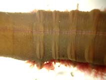 tn_Abpac_u7.jpg