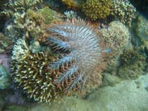 Image of Acanthaster planci (Crown-of-thorns)