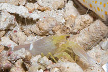 Image of Alpheus ochrostriatus (Fine-striped shrimp)
