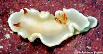Image of Ardeadoris angustolutea 