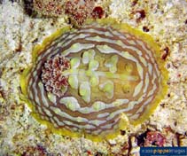 Image of Asteronotus cespitosus (Clumpy nudibranch)
