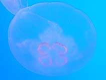 tn_Aulab_m0.jpg