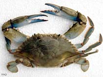 Image of Callinectes sapidus (Blue crab)