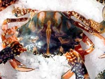 Image of Charybdis feriata (Crucifix crab)
