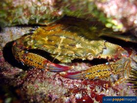 Image of Charybdis natator (Ridged swimming crab)