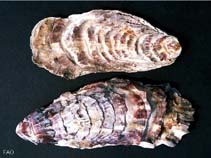 Image of Crassostrea gigas (Giant cupped oyster)