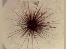 Image of Diadema setosum (Porcupine sea urchin)