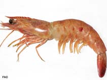 Image of Penaeus brasiliensis (Red spotted shrimp)
