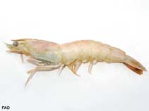 Image of Penaeus notialis (Southern pink shrimp)