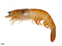 Image of Penaeus subtilis (Southern brown shrimp)
