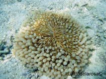 Image of Heliofungia actiniformis (Long tentacle plate coral)