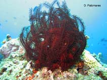 Image of Himerometra robustipinna (Feather star)