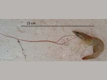 Image of Penaeus schmitti (Southern white shrimp)