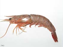 Image of Metapenaeus affinis (Jinga shrimp)