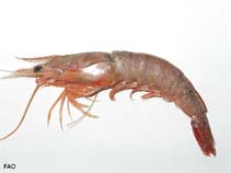 Image of Metapenaeus alcocki (Fire shrimp)