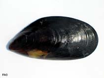 Image of Mytilus chilensis (Chilean mussel)