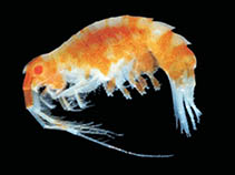 tn_Pamin_u0.jpg