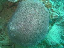 Image of Physogyra lichtensteini (Pearl bubble coral)