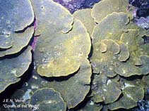 Image of Turbinaria reniformis (Yellow scroll coral)
