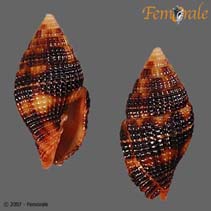 tn_Vemil_u0.jpg
